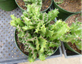 6" Euphorbia Brain Cactus